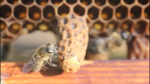 Geburt der Bienenkönigin — Stockvideo
