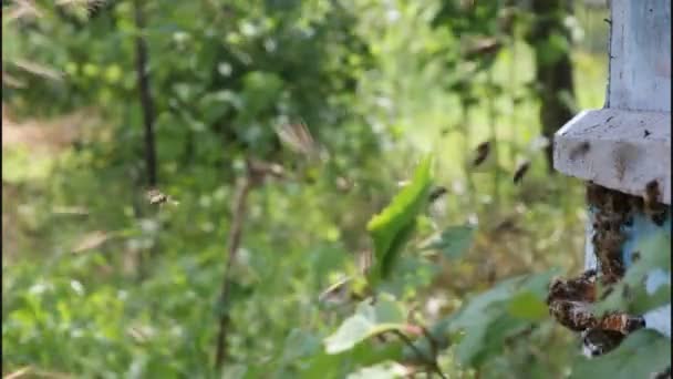 Les abeilles retournent à la ruche — Video