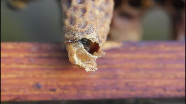 Geburt der Bienenkönigin — Stockvideo