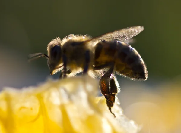 Bijen gladstrijken — Stockfoto