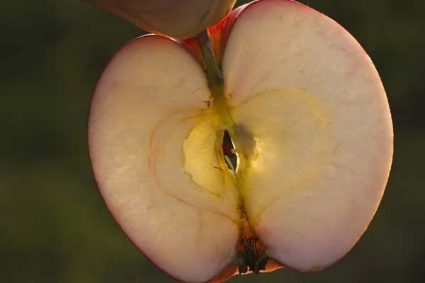 Manzana desde dentro — Foto de Stock