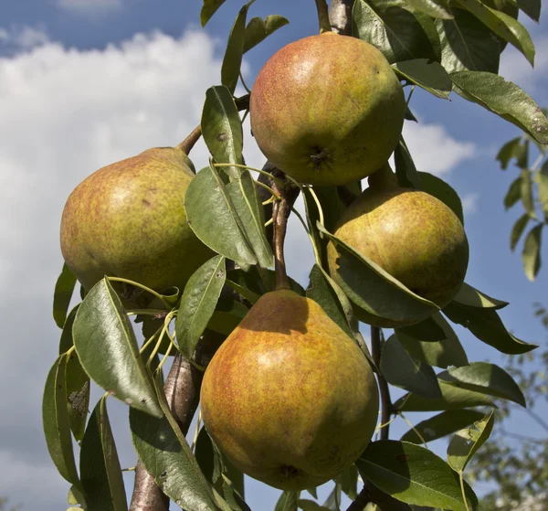 Pears — Stock Photo, Image