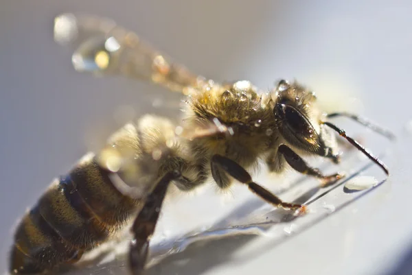 Bee gladstrijken — Stockfoto