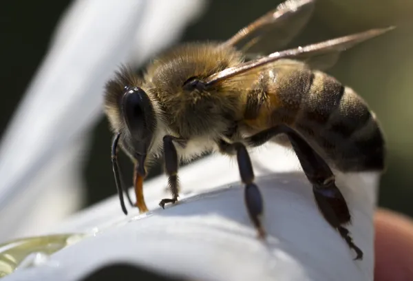 Trabajar abeja en flores — Foto de Stock
