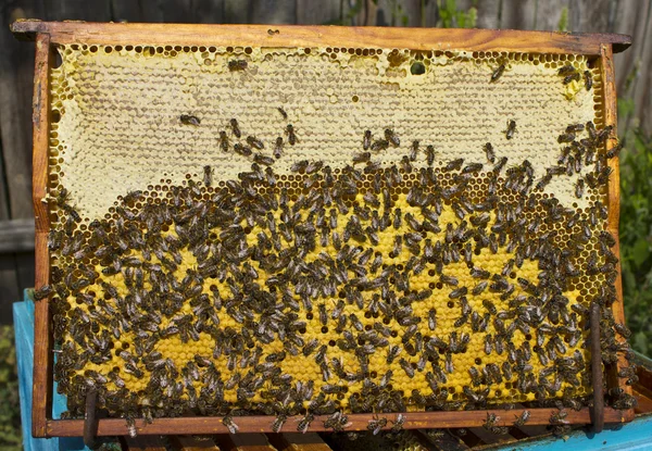 Vida y reproducción de las abejas . — Foto de Stock