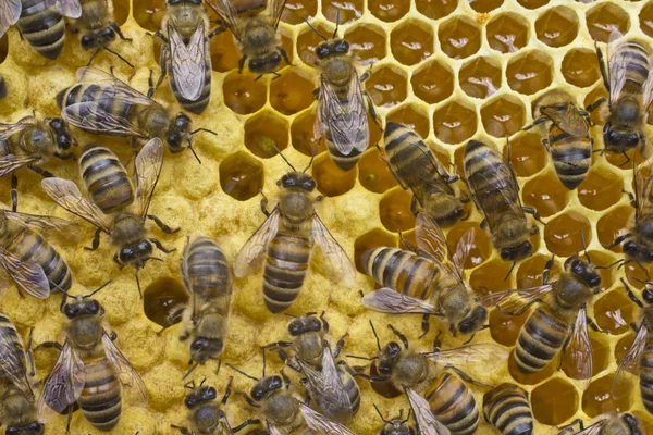 Vida y reproducción de las abejas — Foto de Stock