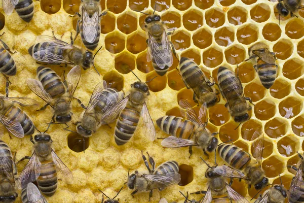 Vida y reproducción de las abejas — Foto de Stock