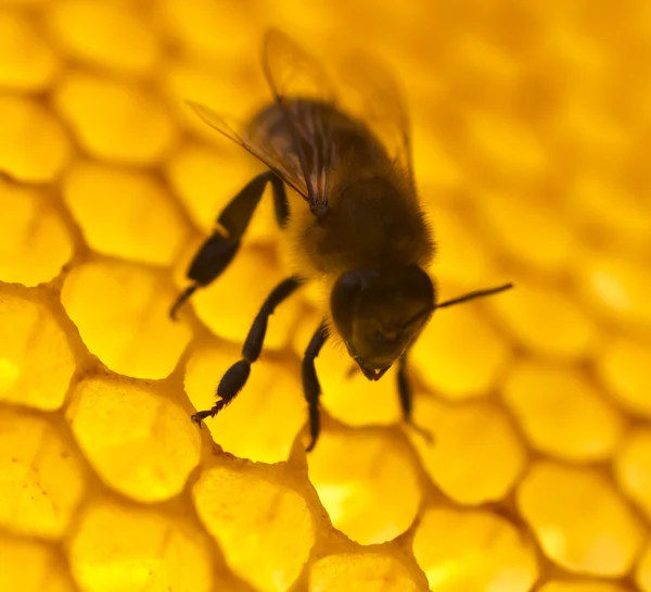 Bee build honeycombs. Stock Image