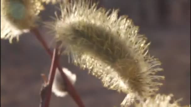 Flowering willow — Stock Video