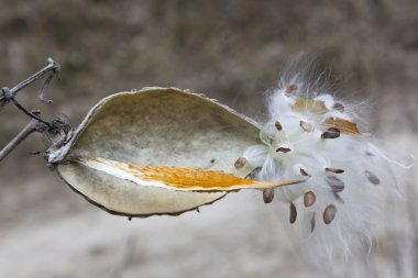 Süt otu