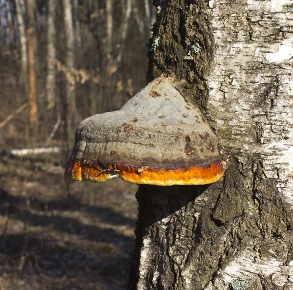 Polypore real (deciduous) — Stock Photo, Image
