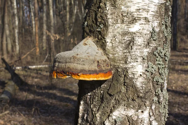 Valódi polypore (lombhullató) — Stock Fotó