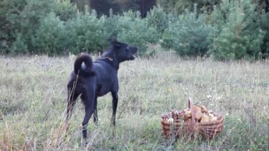 köpek kabuk yansıyan ses
