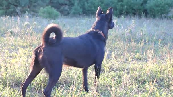 Dog barks at reflected sound — Stock Video
