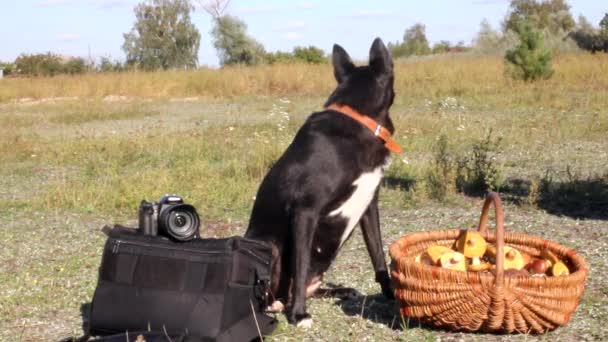 Pies szczeka na odbicie dźwięku — Wideo stockowe