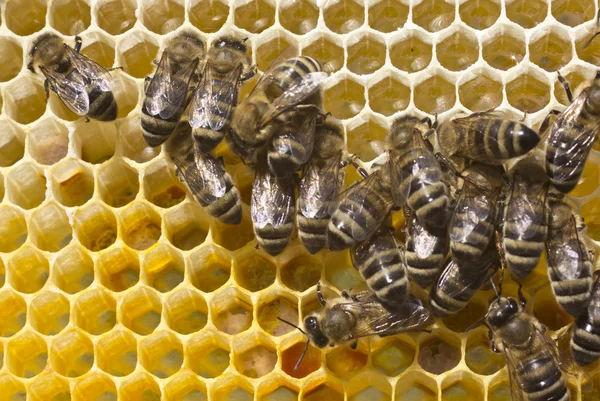 Bienen wandeln Nektar in Honig um — Stockfoto