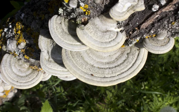 Polypore merev hajú — Stock Fotó