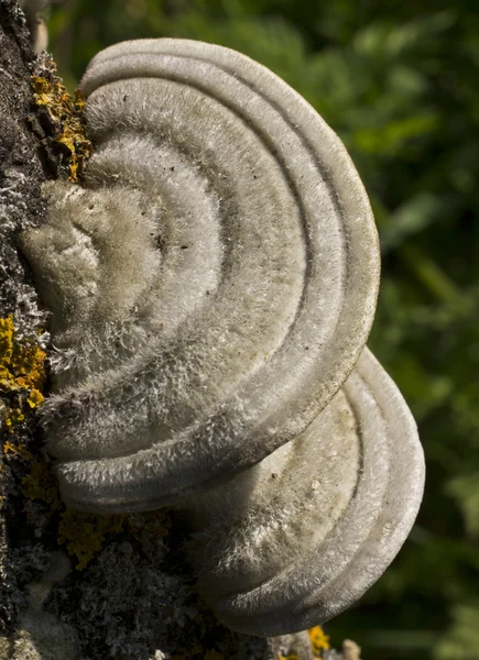 Polypore stiff-haired — Stock Photo, Image
