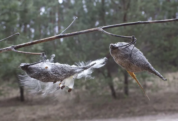 Milkweed — Stock Photo, Image