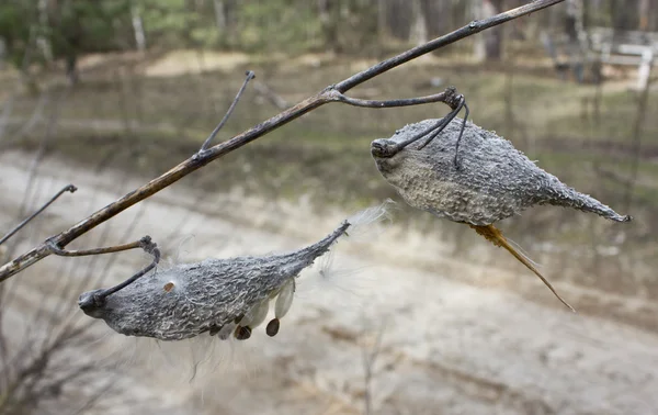 Milkweed — Stock Photo, Image