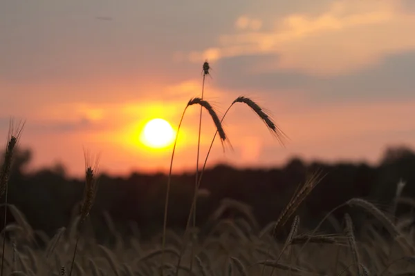 Zonsondergang in het veld — Stockfoto