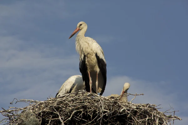 White storks