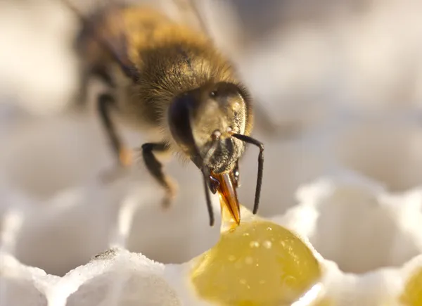 Bee convert nectar into honey Royalty Free Stock Images