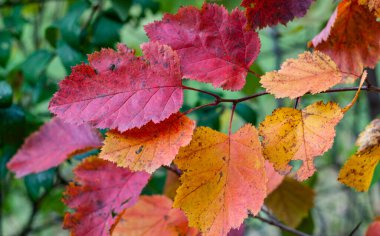 Hawthorn yaprakları sonbaharda farklı renkler alır. Kan basıncını düşüren yemek pişirmek için kullanılabilir.