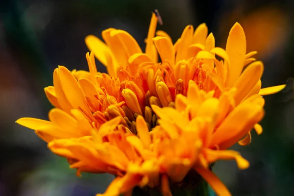 Las Caléndulas Complementan Gama Otoño Dorado Con Color Amarillo —  Fotos de Stock