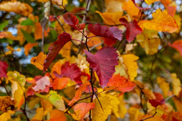 Liście Głogu Nabierają Różnych Kolorów Jesienią Mogą Być Stosowane Przyrządzania — Zdjęcie stockowe