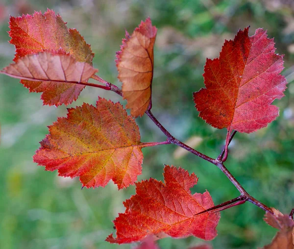 Les Feuilles Aubépine Prennent Différentes Couleurs Automne Ils Peuvent Être — Photo