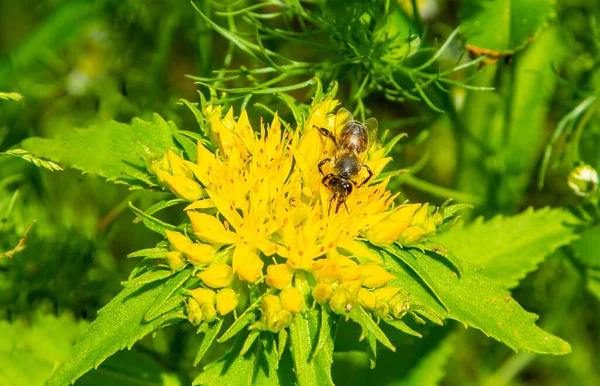 Bij Verzamelt Nectar Van Bloemen Van Gouden Wortel Crassulaceae Familie — Stockfoto