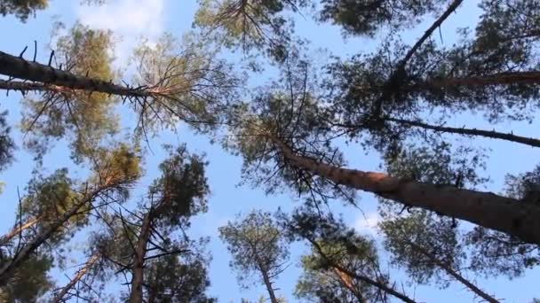 Vrcholky Borovic Houpají Větrem Takové Vibrace Stromě Mohou Znamenat Nástup — Stock video