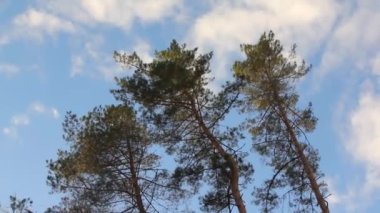 Çam ağaçlarının tepeleri rüzgarla sallanıyor. Ağaçtaki titreşimler fırtınanın başladığını gösteriyor olabilir..