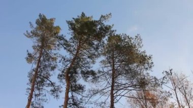 Çam ağaçlarının tepeleri rüzgarla sallanıyor. Ağaçtaki titreşimler fırtınanın başladığını gösteriyor olabilir..