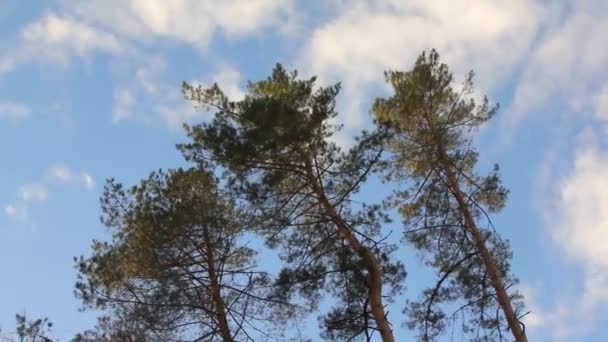 Κορυφές Των Πεύκων Λικνίζονται Τον Άνεμο Τέτοιες Δονήσεις Στο Δέντρο — Αρχείο Βίντεο