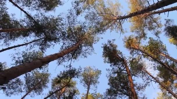 Vrcholky Borovic Houpají Větrem Takové Vibrace Stromě Mohou Znamenat Nástup — Stock video