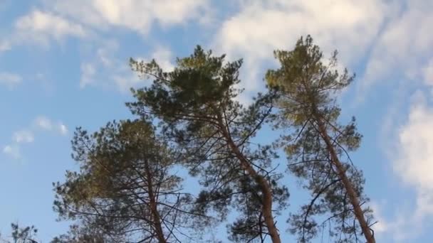 Çam Ağaçlarının Tepeleri Rüzgarla Sallanıyor Ağaçtaki Titreşimler Fırtınanın Başladığını Gösteriyor — Stok video