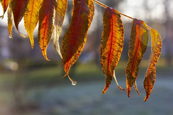 Beau Fond Feuilles Jaunies Automne Teinté Les Feuilles Dans Ses — Photo