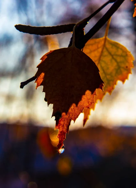 Lasy Pokryte Karmazynem Złotem Jesień Przyciemniła Liście Własnych Kolorach — Zdjęcie stockowe