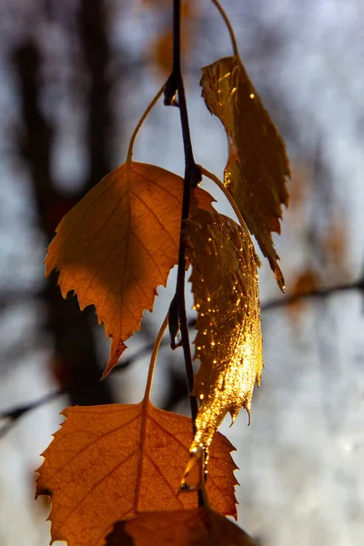 Les Forêts Revêtues Pourpre Automne Teinté Les Feuilles Dans Ses — Photo