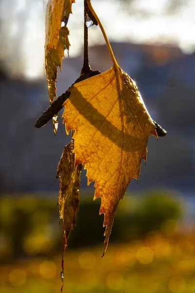 Véritable Automne Avec Rosée Sur Feuilles Dorées Automne Teinté Les — Photo