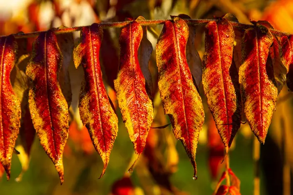 Les Forêts Revêtues Pourpre Automne Teinté Les Feuilles Dans Ses — Photo