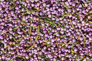 Heather prostat bezini, bronşiyal astımı ve diğerlerini tedavi etmek için kullanılır..