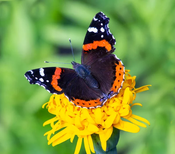Ten Motyl Jest Zdolny Zbierania Nektaru Większości Kwiatów — Zdjęcie stockowe