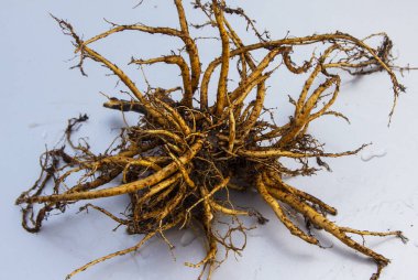 Kurumuş kök alternatif tıpta kullanılır, insan vücudu üzerinde biostimülasyon etkisi yaratır, bağışıklığını arttırır..