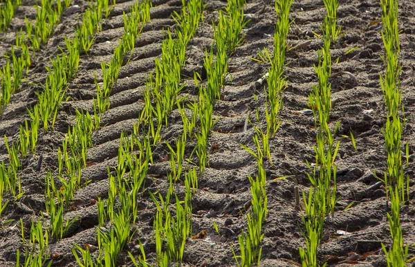 Grano Trigo Invierno Sembrado Otoño Brotado — Foto de Stock