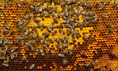  Arı kolonisinin gelişiminin belirtileri. Çerçevede polen, nektar, bal, larva ve kovanlara gönderilen gelişmekte olan böcek kozaları yer alıyor.. 