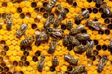 Kraliçe Arı, bal peteğine devam ediyor Genç Kraliçe Arı 'nın çalışmalarına başlıyor.