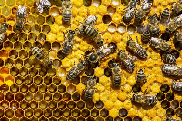 Beginning Work Young Queen Bee Queen Bee Lay Eggs Honeycomb — Fotografia de Stock